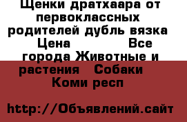 Щенки дратхаара от первоклассных  родителей(дубль вязка) › Цена ­ 22 000 - Все города Животные и растения » Собаки   . Коми респ.